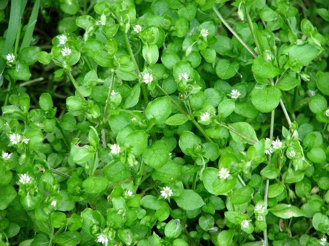 Chickweed